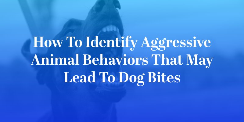 How to Identify Aggressive Animal Behaviors That May Lead to Dog Bites