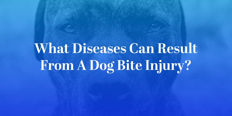 What Diseases Can Result From a Dog Bite Injury?