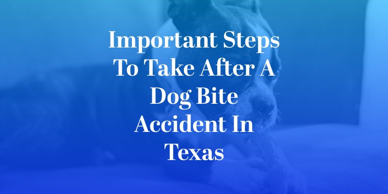Important Steps to Take After a Dog Bite Accident in Texas